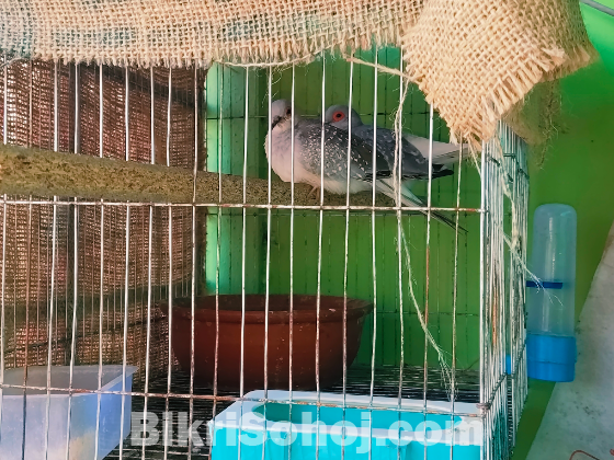 Diamond dove Jora(pair)